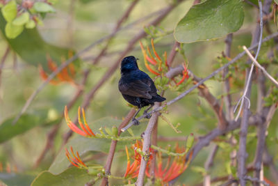 Bird perching on branch