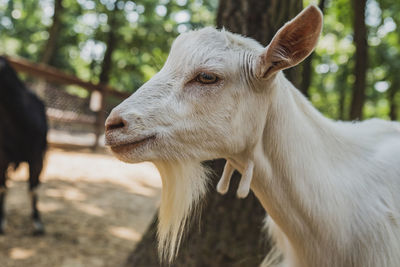 Close-up of a horse in the field