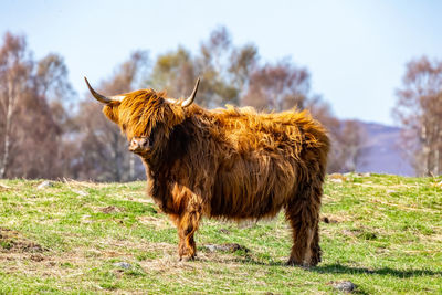 Lion standing in a field