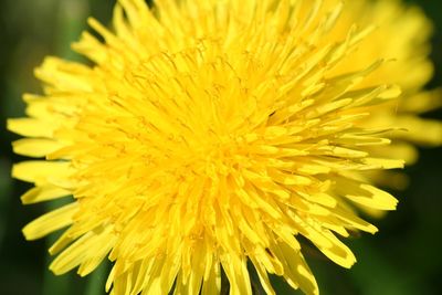 Macro shot of yellow flower