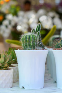 Group of cactus growth in ceramic flower pot decoration in garden.