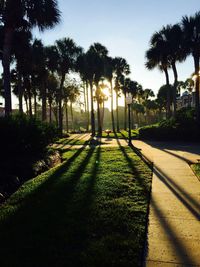 Silhouette palm trees in park against sky