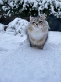 Cat in the snow in backyard in london. siberian cat playing in garden in the snow
