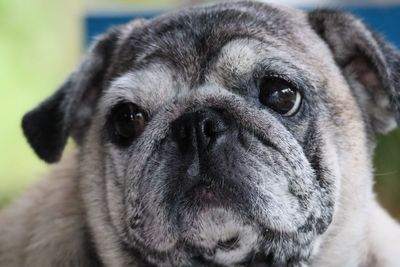 Close-up portrait of dog