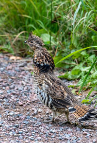 Ruffed grouse