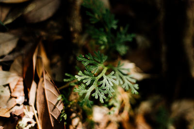 Close-up of plant