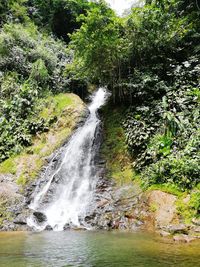 Scenic view of waterfall in forest