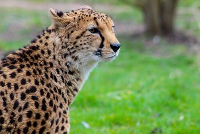 View of a cat on field wild cats