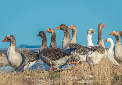 Flock of hooks on land