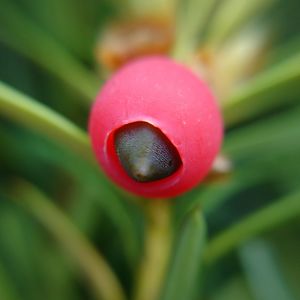 Close up of red flower