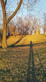 Shadow of tree on field