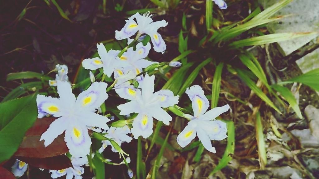 CLOSE-UP OF FLOWERS BLOOMING