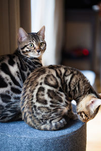 Close-up portrait of a cat