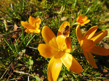 Close-up of yellow flowers blooming outdoors