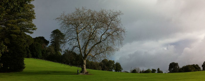 Trees on grassy field against cloudy sky