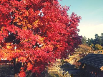 Maple tree against sky during autumn