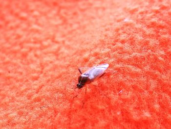 Close-up of insect on red leaf