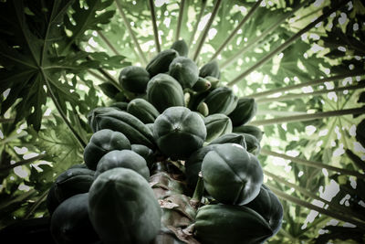 Low angle view of fruits on tree