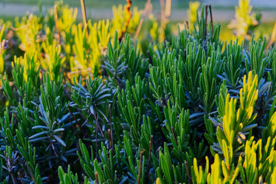 Close-up of yellow flowering plants on field