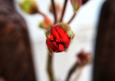 Close-up of red rose flower bud