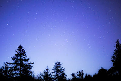 Scenic view of trees against star field at night