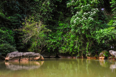 Scenic view of lake in forest