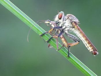 Close-up of damselfly perching on leaf