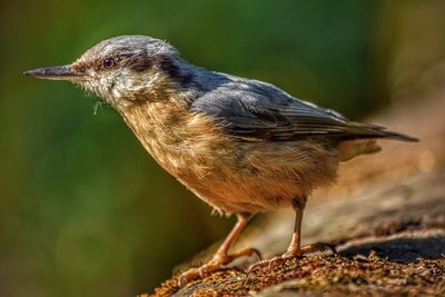 Close-up of a bird