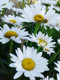 Close-up of white daisy flower