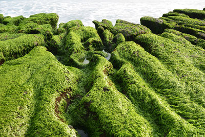 High angle view of moss on sea shore