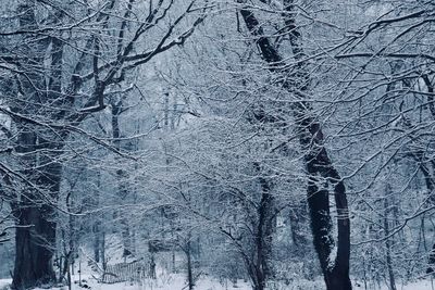 Bare trees on snow covered land