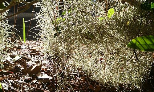 Plants growing in pond