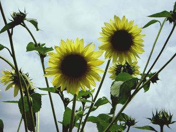 Close-up of sunflowers
