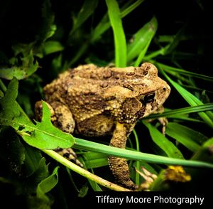 Close-up of frog on plant