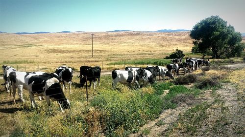 Cows grazing on field