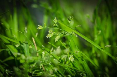 Close-up of wet grass on field