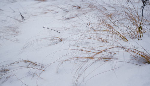 Close-up of snow covered land