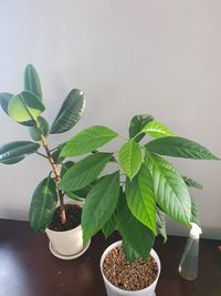 Close-up of potted plant on white table