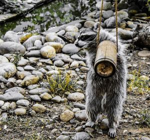View of lizard on ground