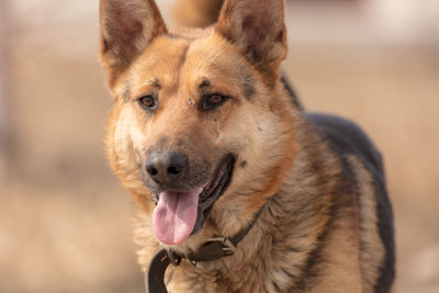 Close-up portrait of a dog