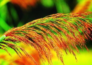 Low angle view of orange leaves on tree