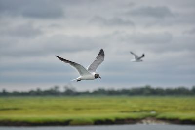 Bird flying against sky