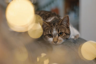 Close-up portrait of a cat