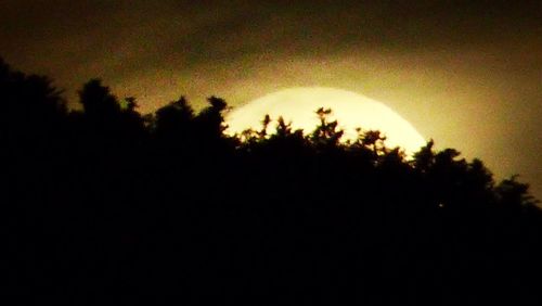 Silhouette of trees at sunset