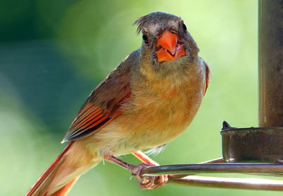 Female northern cardinl sits on the edge of bird feeder.