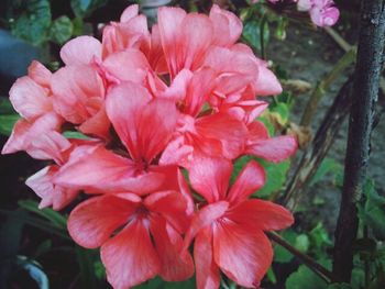 Close-up of pink flower