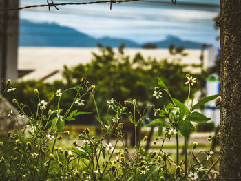 Close-up of plants against sky