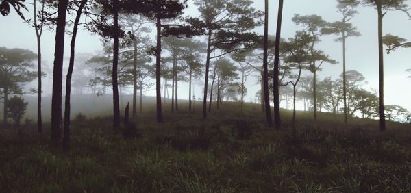 Trees in forest