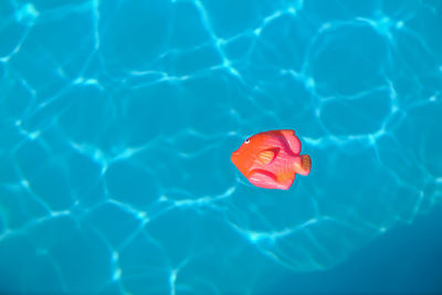 Toy fish floating in swimming pool