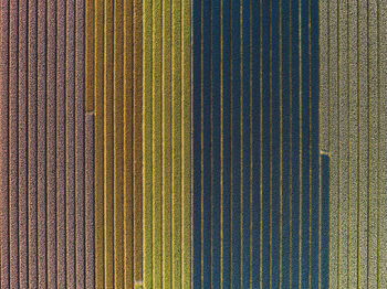 Full frame shot of colorful flowers growing on field